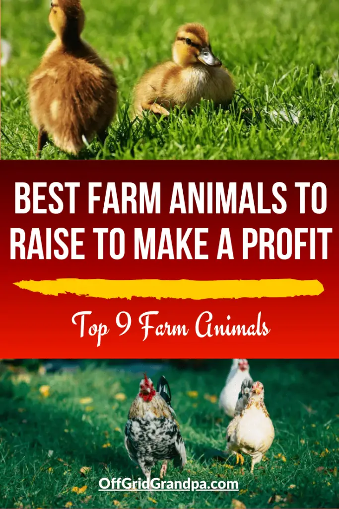 Best farm animals to raise to make a profit ( Top 9 Farm Animals ) » Off  Grid Grandpa