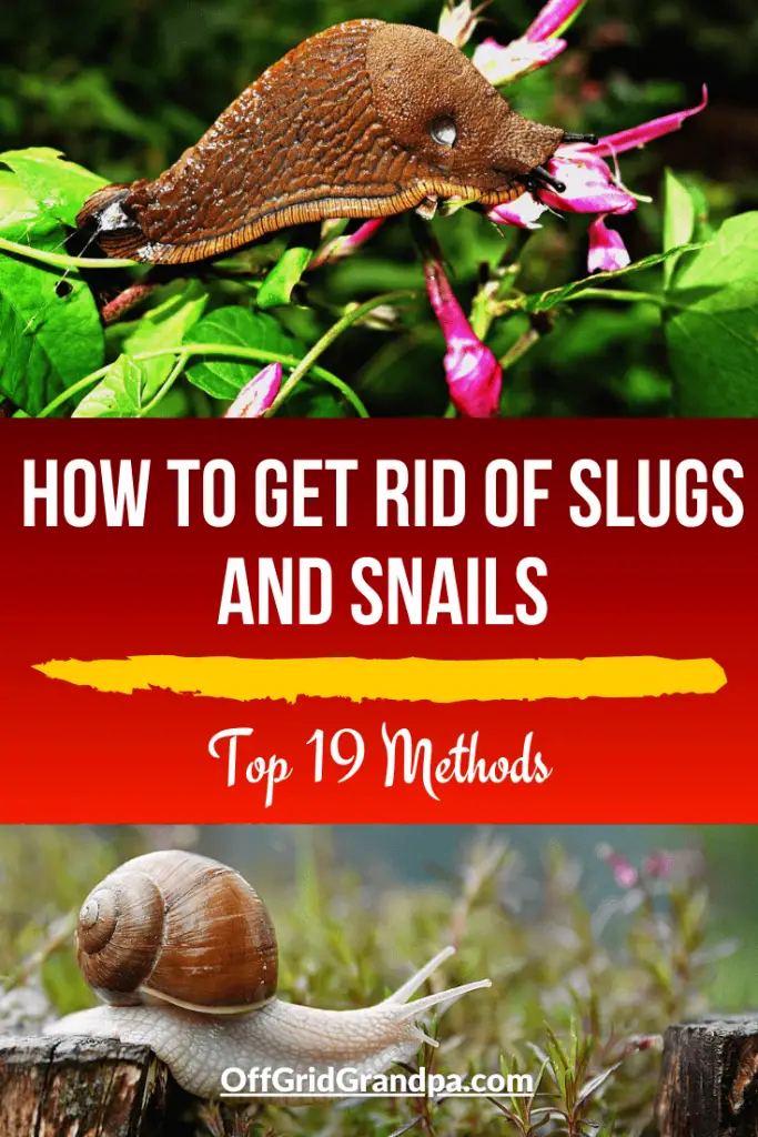 How To Get Rid Of Slugs And Snails ( Top 19 Methods ) » Off Grid Grandpa