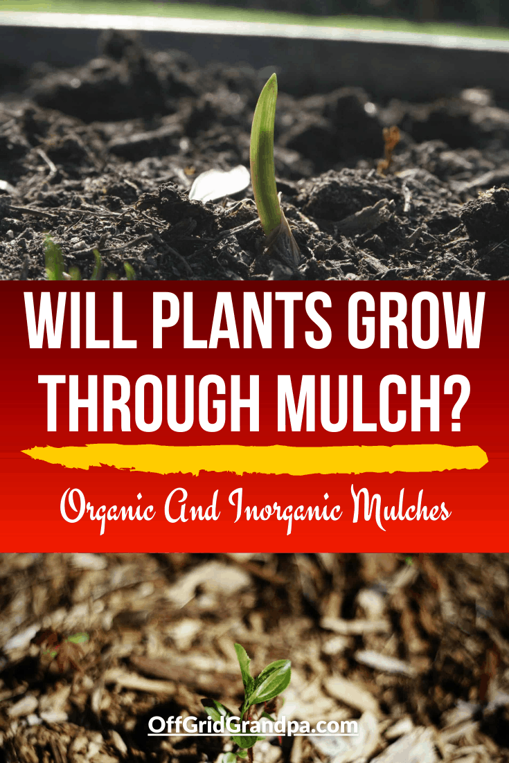 Will Plants Grow Through Mulch? ( Organic And Mulches ) » Off