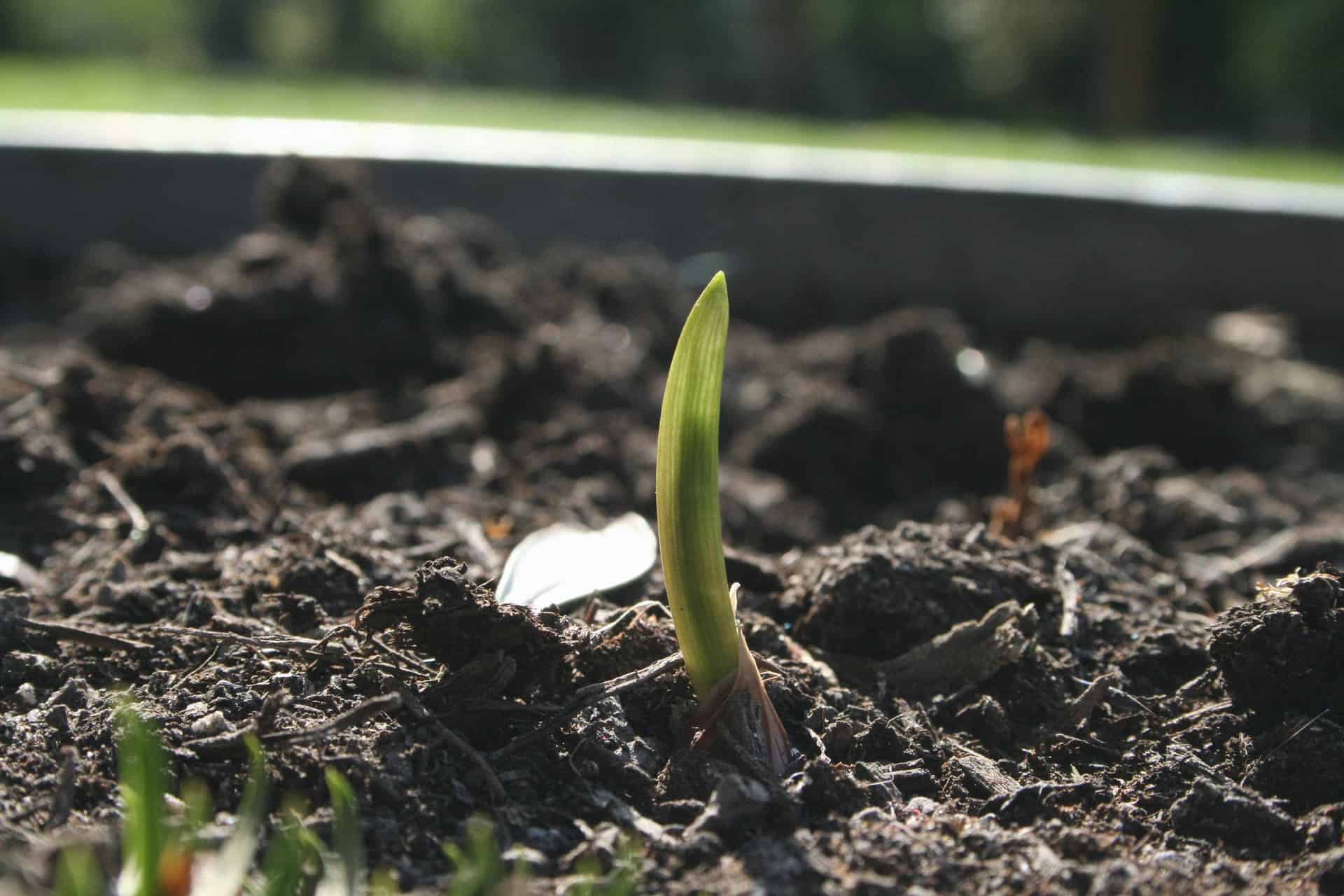 Will Plants Grow Through Mulch? ( Organic And Mulches ) » Off