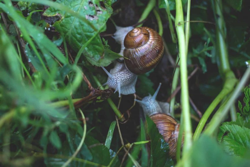 Benefits Of Snails In The Garden ( Top 7 Pros ) » Off Grid Grandpa