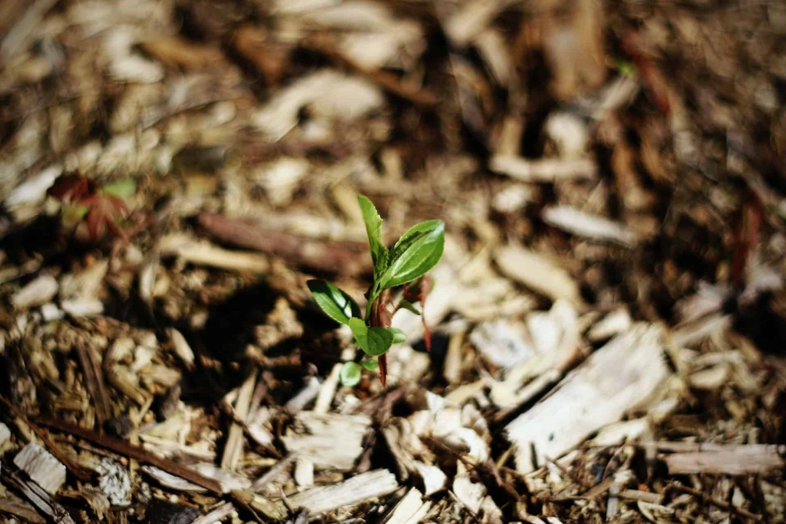Best Mulch For Vegetable Garden ( Top 10 Mulches ) » Off Grid Grandpa