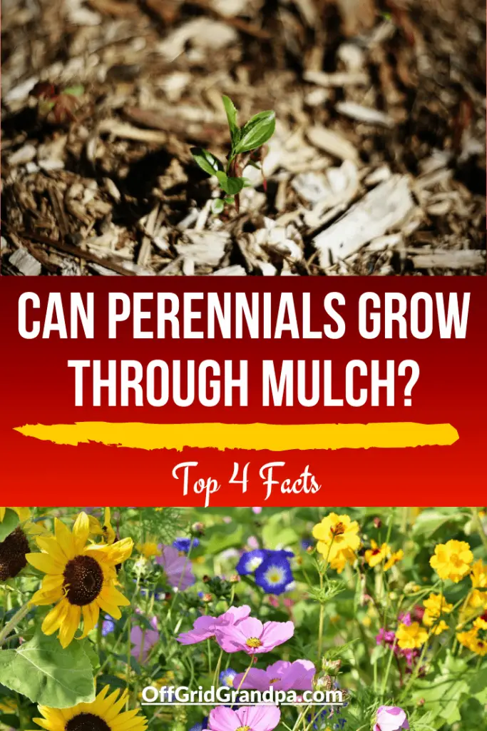 Can Perennials Grow Through Mulch? ( Top 4 Facts )