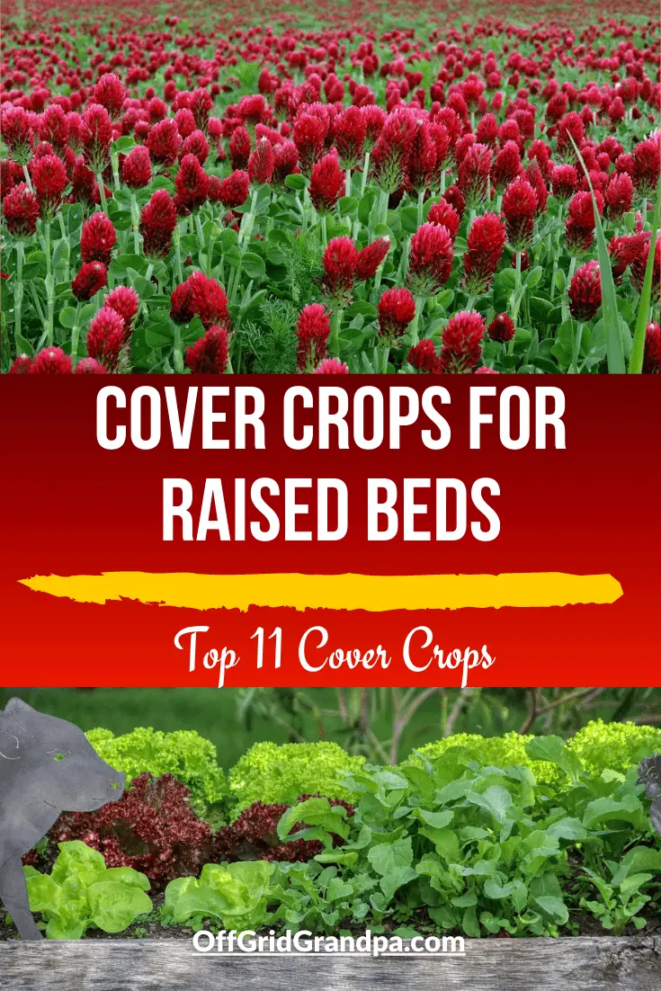 Cover Crops For Raised Beds ( Top 11 Cover Crops ) » Off Grid Grandpa