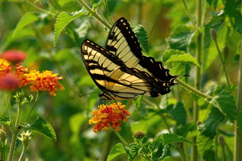 Plants That Attract Monarch Butterflies ( Top 13 Plants ) » Off Grid Grandpa